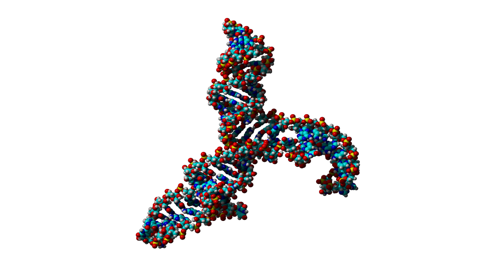 U4/U6 di-snRNA (RCSB PDB-ID: 2N7M), part of the eukaryotic spliceosome.