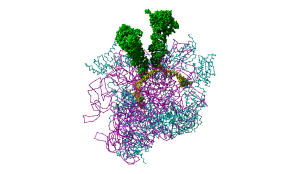 70S Ribosome initiation complex (RCSB PDB-ID: 4V6G) with mRNA (yellow) and two tRNAs (green).