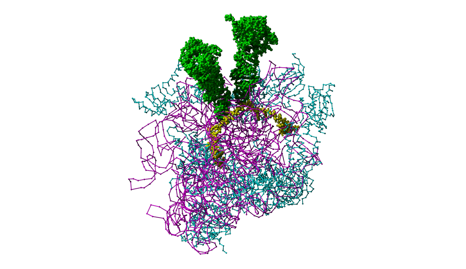 70S Ribosome initiation complex (RCSB PDB-ID: 4V6G) with mRNA (yellow) and two tRNAs (green).