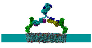 Two CD4 receptors grouped on the surface of a regulatory T cell by a CD4 antibody