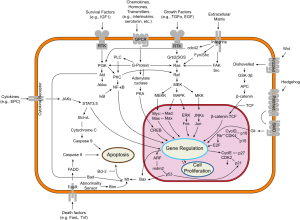 Signal transduction pathways (source: http://en.wikipedia.org/wiki/File:Signal_transduction_v1.png author: cybertory)