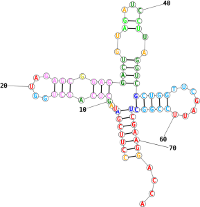 Human Tyr tRNA